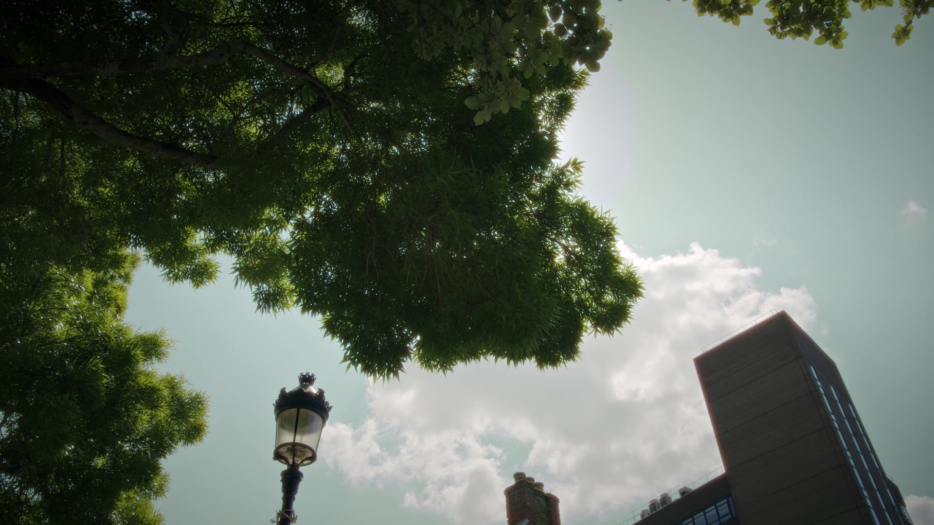 Close-up of a tree canopy